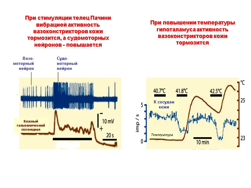 При стимуляции телец Пачини вибрацией активность вазоконстрикторов кожи тормозится, а судомоторных нейронов - повышается